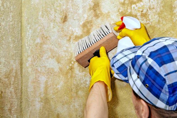 Best Airborne Mold Testing  in Mililani Town, HI