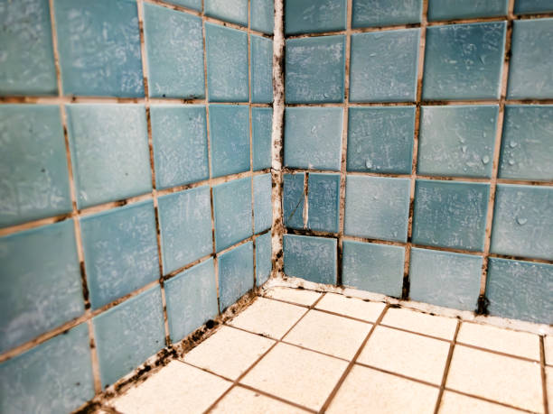 Best Crawl Space Mold Remediation  in Mililani Town, HI