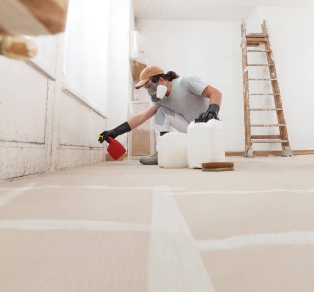 Best Basement Mold Removal  in Mililani Town, HI