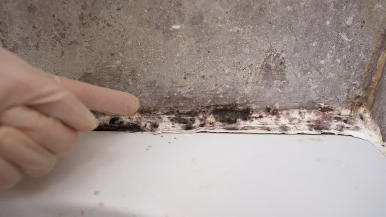 Best Water Damage & Mold Remediation  in Mililani Town, HI