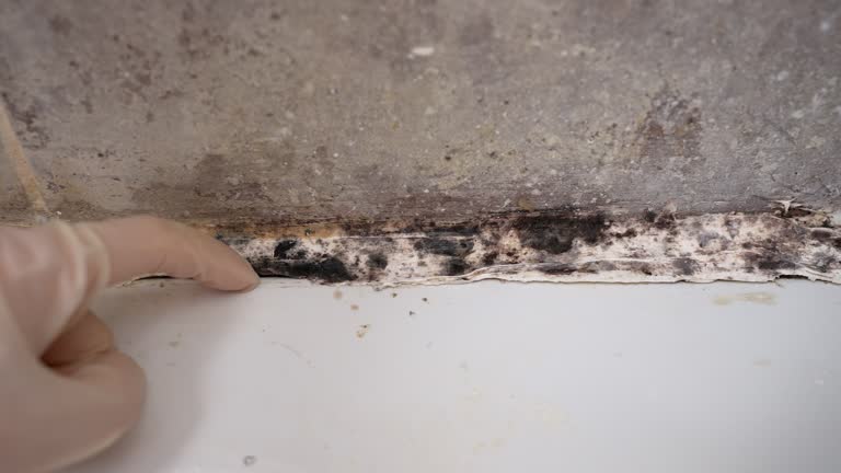  Mililani Town, HI Mold Removal Pros