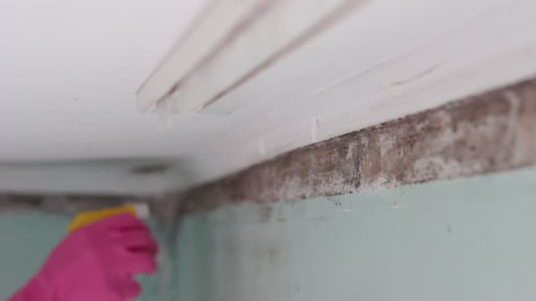 Best Environmental Consulting for Mold Prevention  in Mililani Town, HI