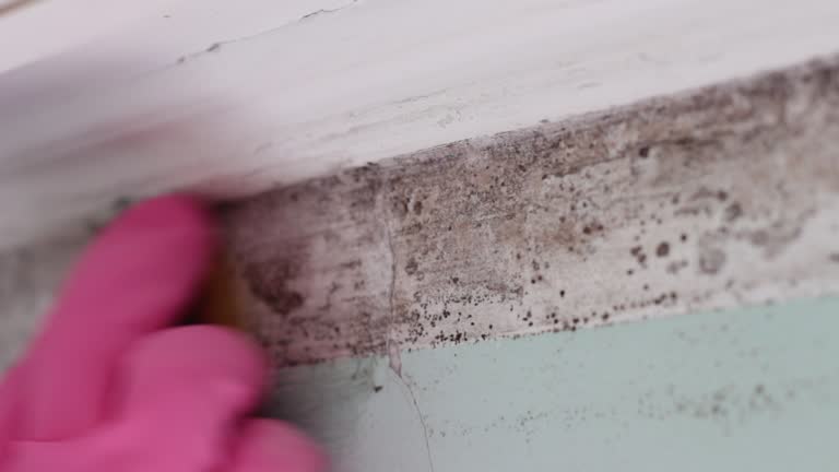 Best Emergency Mold Remediation  in Mililani Town, HI